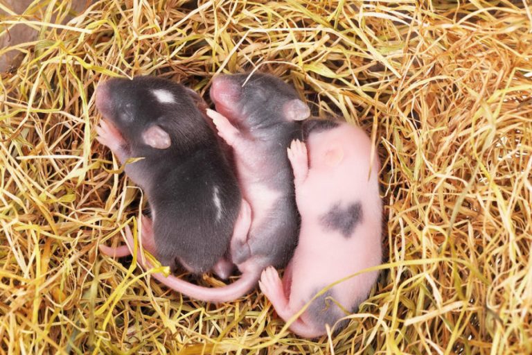 Mice can give birth using 3D printed bioprosthetic ovaries