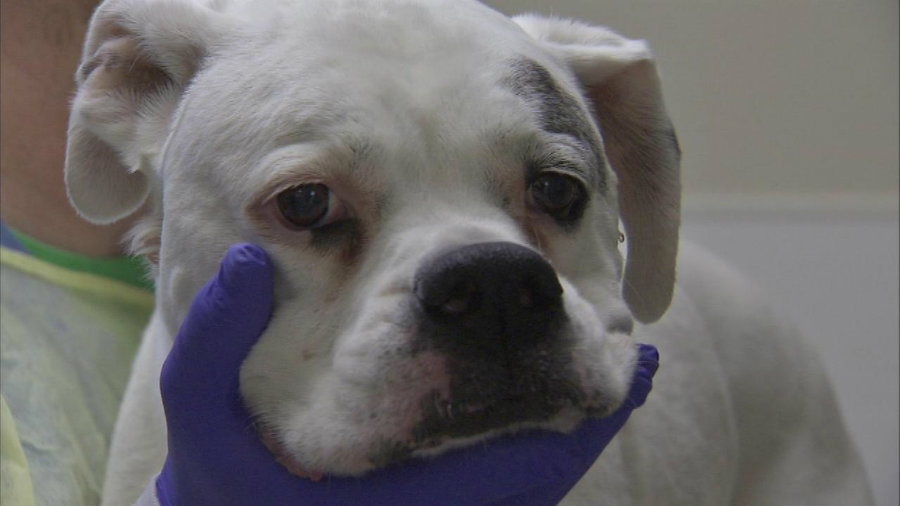 Highly contagious H3N2 virus infects 12 dogs in Florida