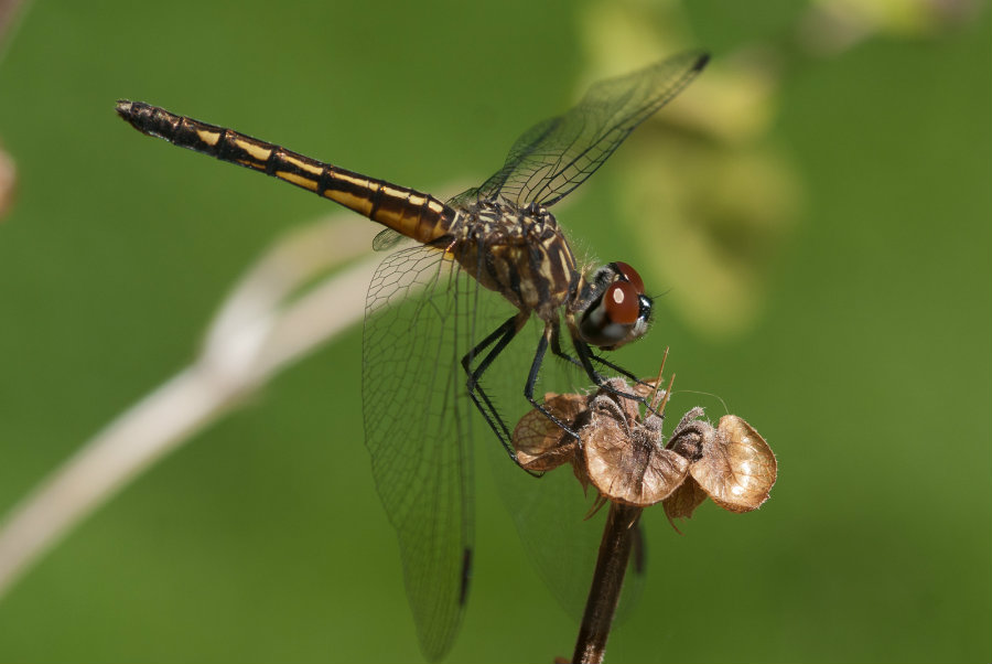 When female dragonflies mate, they want to lay their eggs and be left alone. Image credit: Bythedrop.com