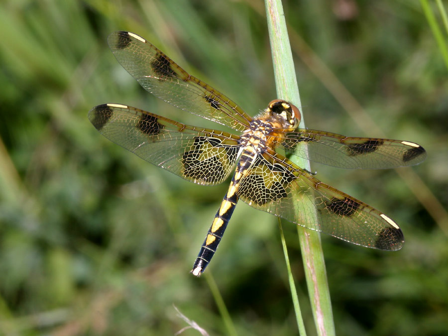 A new study found that female dragonflies play dead to avoid having sex with males. Image credit: The Flying Kiwi