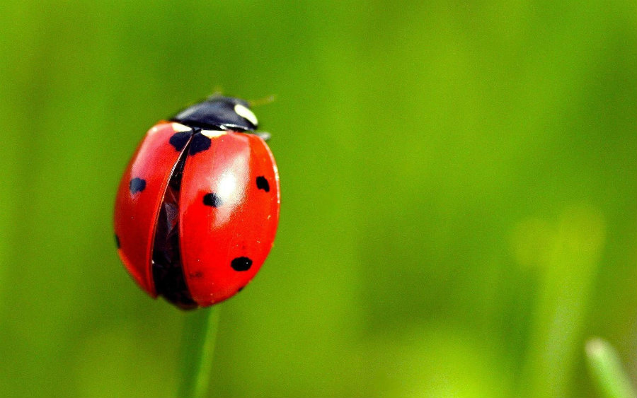 ladybug.jpg