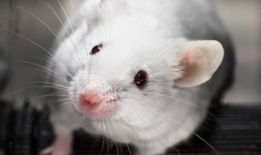 A group of scientists discovered a way to replace a mouse’s ovary with a 3D printed one. Image credit: iStockphoto / SteamRegister