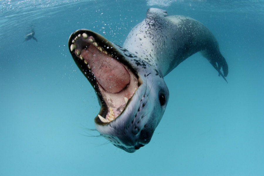 Image credit: Paul Nicklen / FauneSauvage.fr