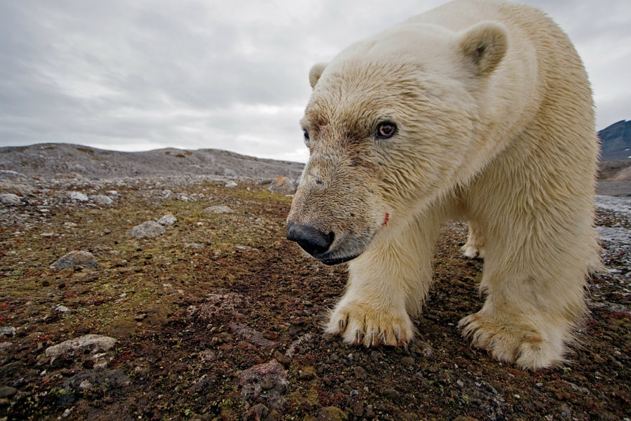 Image credit: Paul Nicklen / Kcpt.org