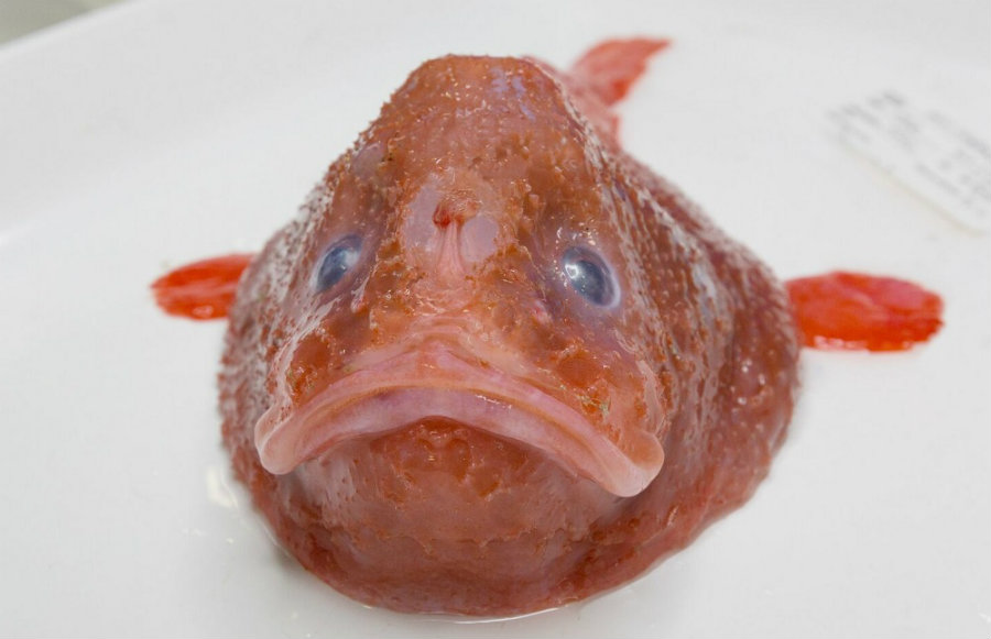 Red coffin fish. Image credit: Rob Zugaro / Business Insider Australia