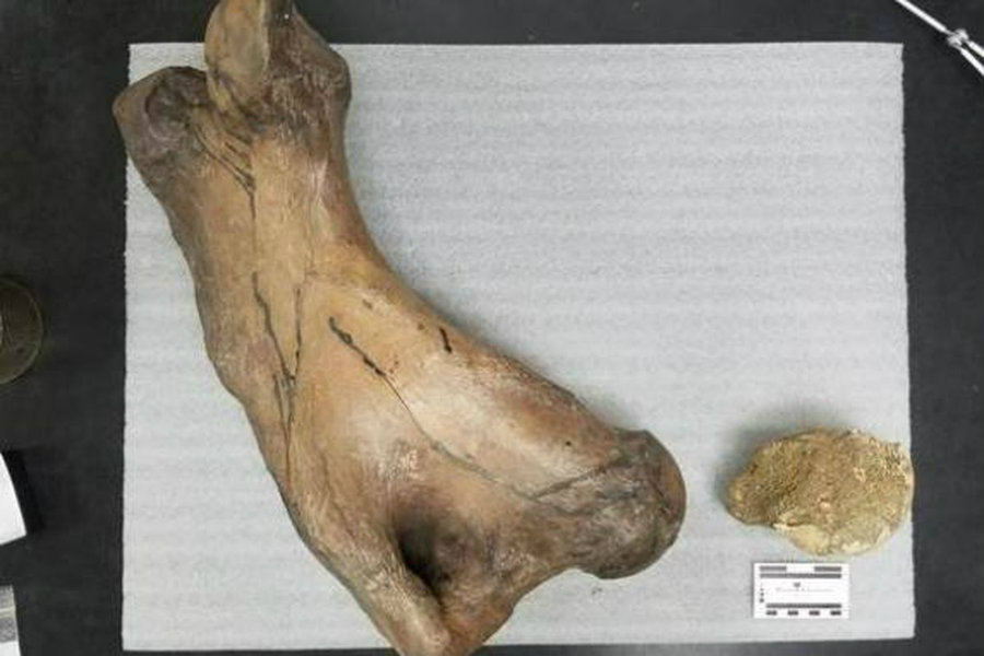 Ancient sloth and bison fossils were unearthed during excavations for the LA Metro. Image credit: Metro / Curbed Los Angeles