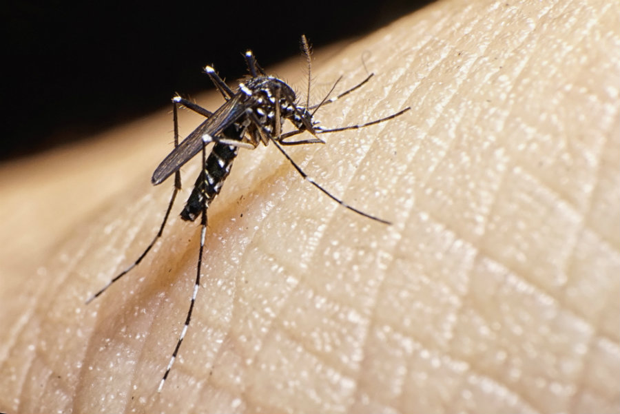 Zika Virus continues to spread in Fresno