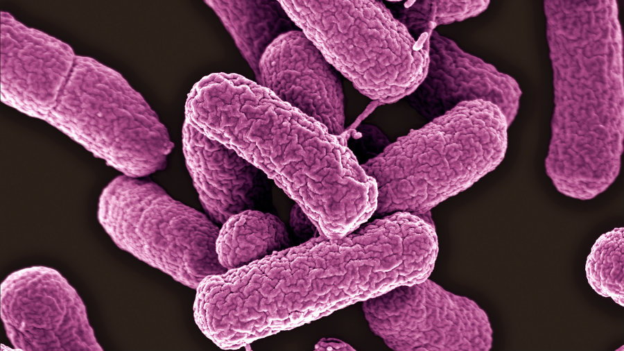 Two children died from an E. Coli outbreak in southern Utah