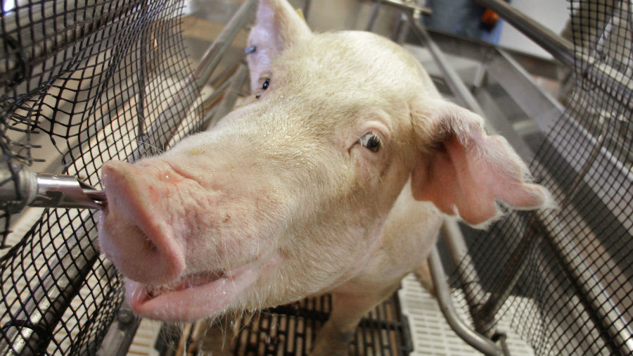 Ohio state officials confirmed today that at least two pigs tested positive for swine flu. Image credit: Seth Perlman /AP/ NPR