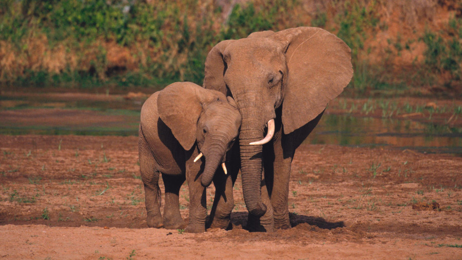 The African Elephant will be extinct in 20 years, according to the study. Image Credit: Mack Hoseley