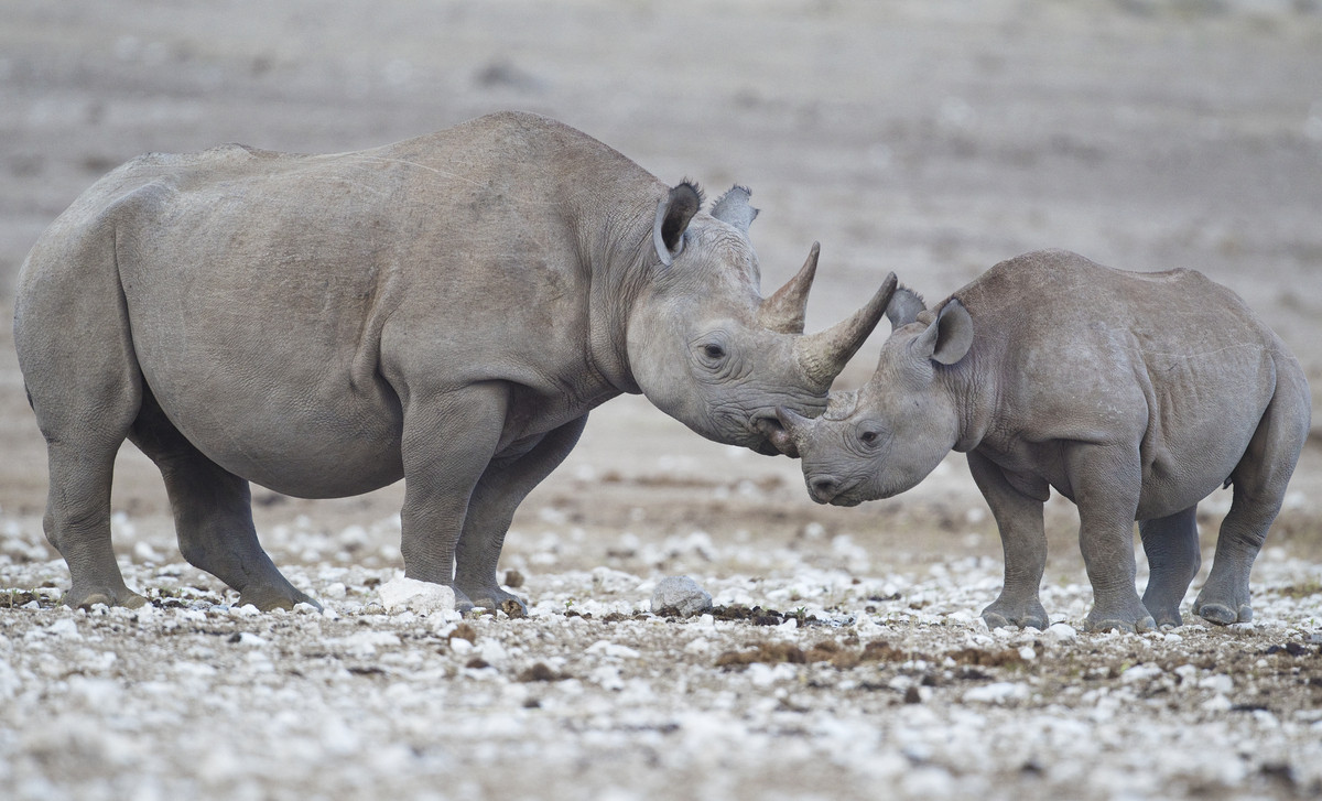 The West African black rhinoceros was declared extinct in 2011. Image Credit: WikiMedia / Yathin sk