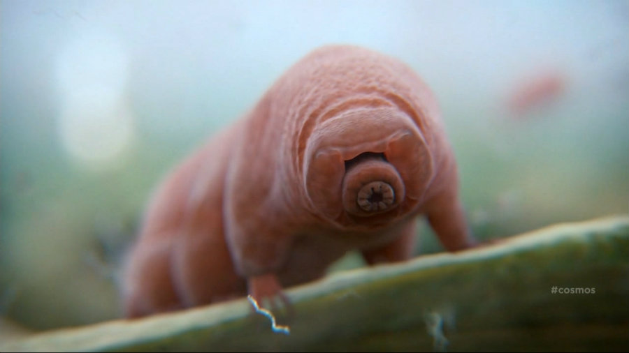 Tardigrades wouldn’t allow the end of life on Earth. Image credit: Pinterest