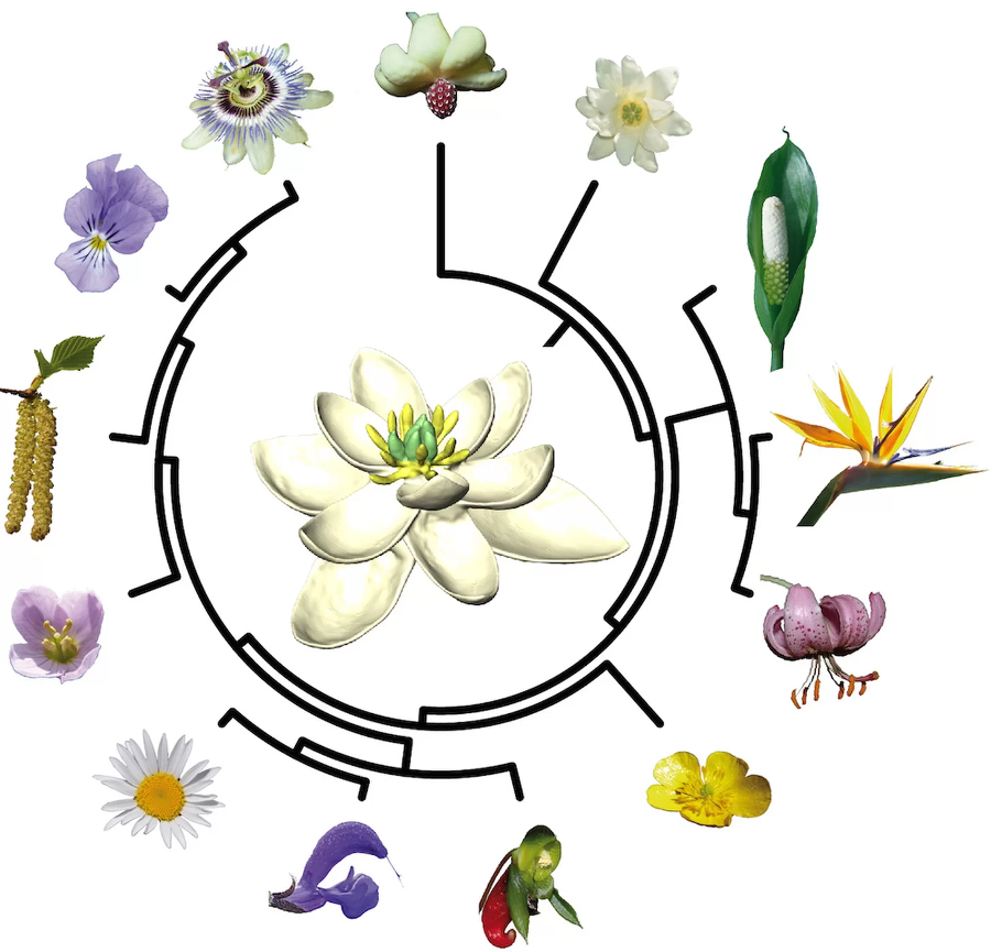 The direct descendants of the world's first flower. Image Credit: Hervé Sauquet and Jürg Schönenberger