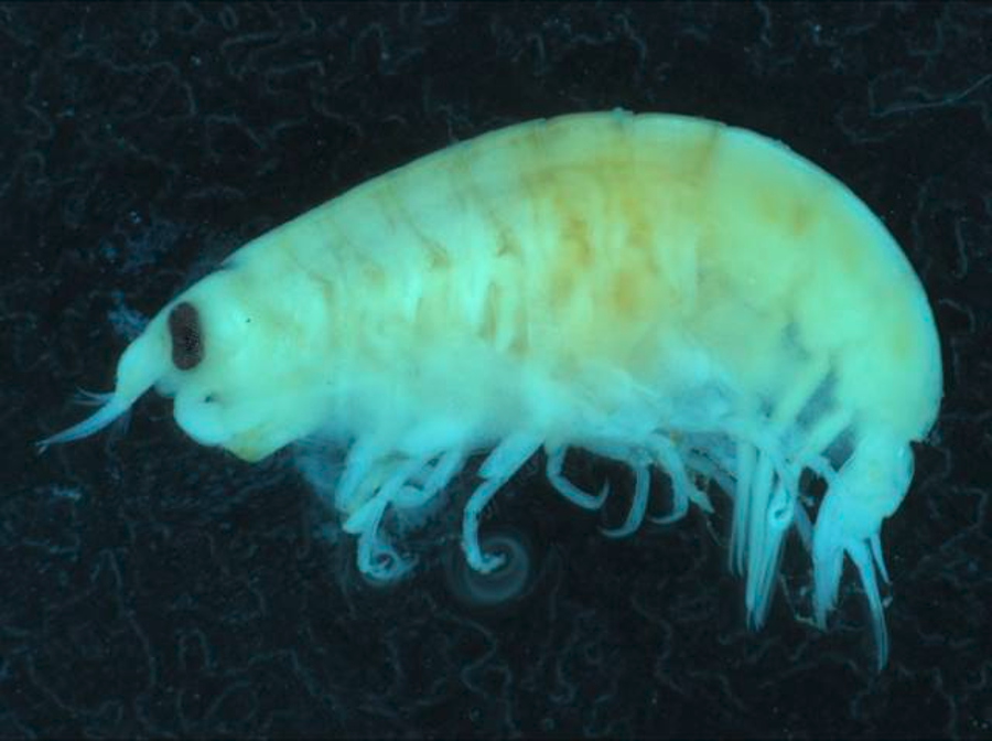 Lysianassid amphipods, a type of scavenging crustacean. Image Credit: Museums Victoria