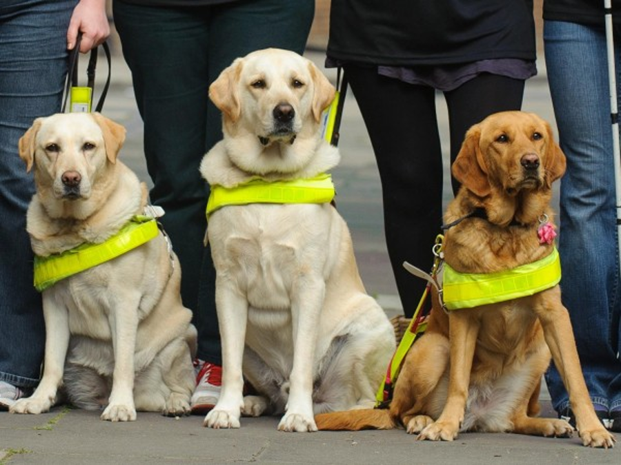 Guide dogs ready to help their owners. Image Credit: Dominic Lipinski/PA