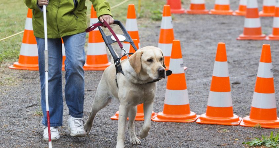 Just like contest dogs, guide dogs require training to excel and serve their purpose. Brian Fischler / Cesar's Way