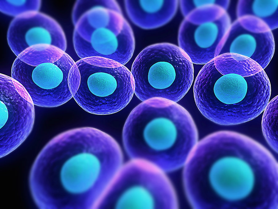 Stem cells are a really basic type of cells that can be molded and converted into other much-specialized cells. Image credit: Asymmetrex