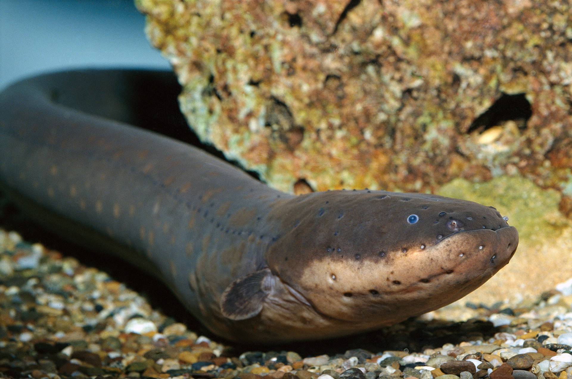 The Electric Eel (Electrophorus electricus) can generate up to 220 volts in fresh water. Image Credit: National Geographic