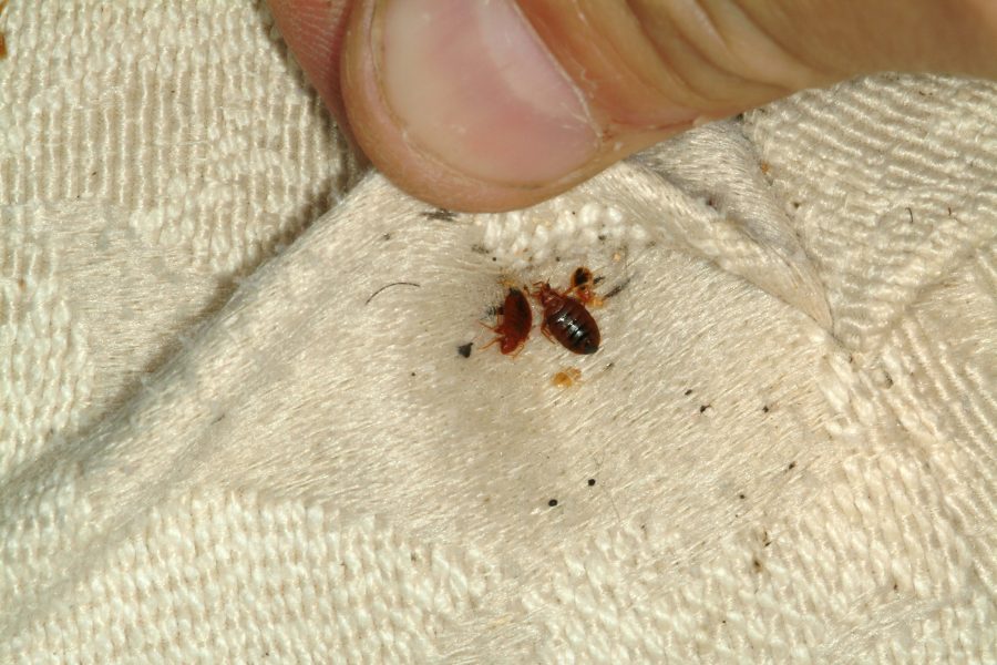 Bed bugs found inside hotel room's mattress. Image credit: University of Kentucky