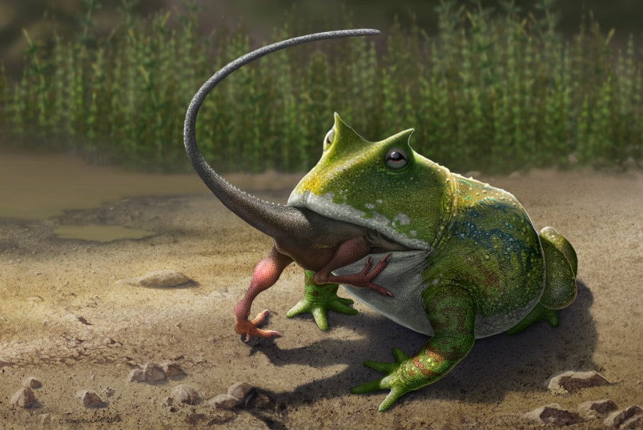 After studying the strength that the smaller, horn-frog of South America has in its bite, the experts concluded that it’s a possibility that the Beelzebufo fed on little reptiles. Image credit: How Stuff Works