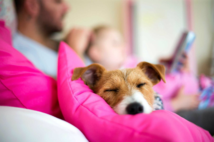 A new study found that sleeping with your dog at night time could improve the quality of your sleep. Image credit: Readers' Digest 