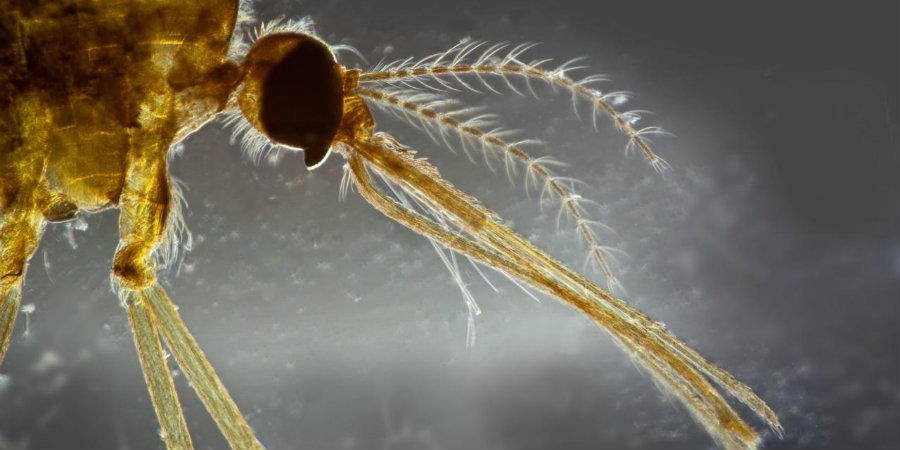 A recent study found climate change could wipe out a third of all Earth’s parasites.