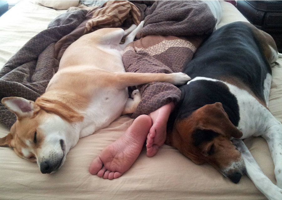 The new study found it is perfectly okay to sleep with dogs, as long as they don’t sleep in your bed. Image credit: BarkPost