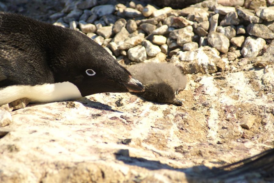 Penguins in Antarctica, Penguin die off Antarctica, Penguin chicks