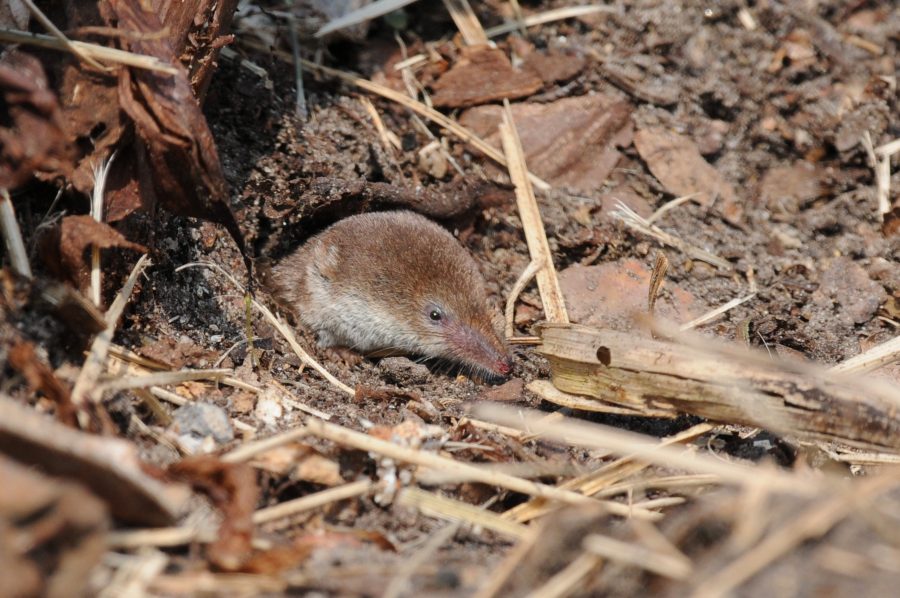 Common shrews skull, Shrew brain re-growth, Common shrew skills