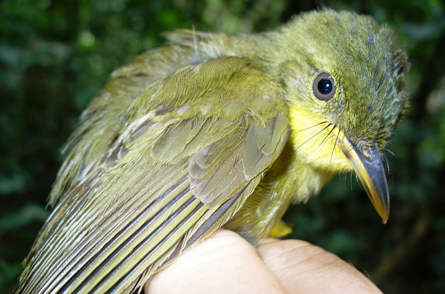 Liberian Greenbul not real, Icterine greenbul mistaken for Liberian