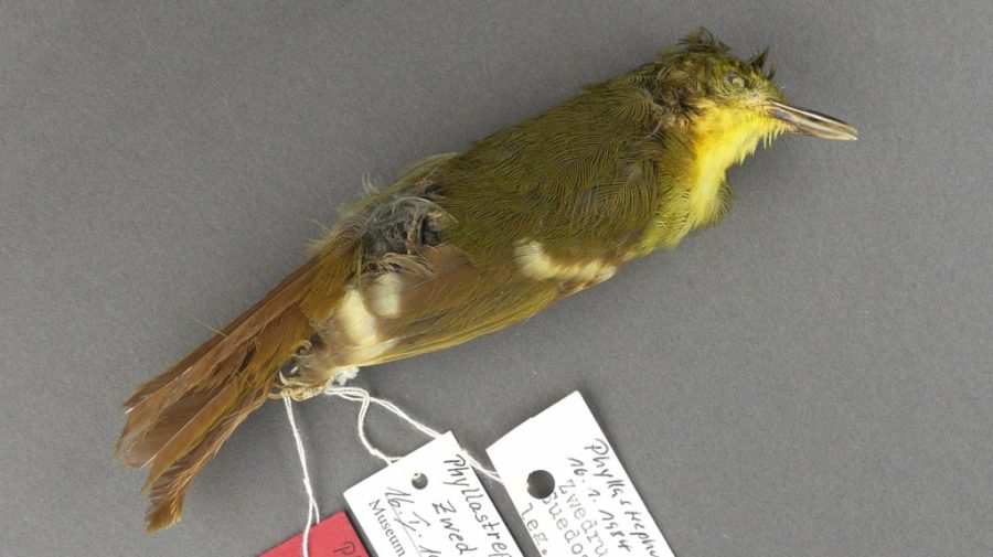 Liberian Greenbul not real, Icterine greenbul mistaken for Liberian