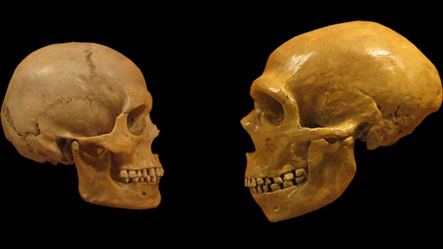 Neanderthal vs Homo Sapiens, Neanderthal similar modern human, Neanderthal Homo Sapiens encounter