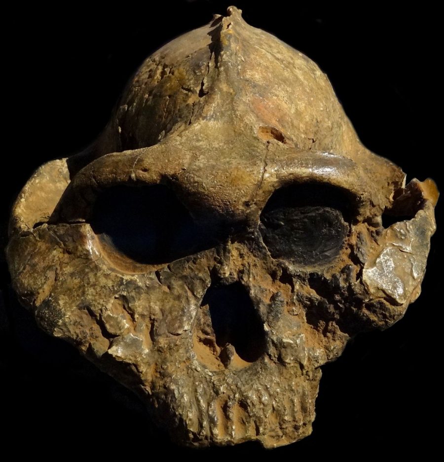 Paranthropus boisei