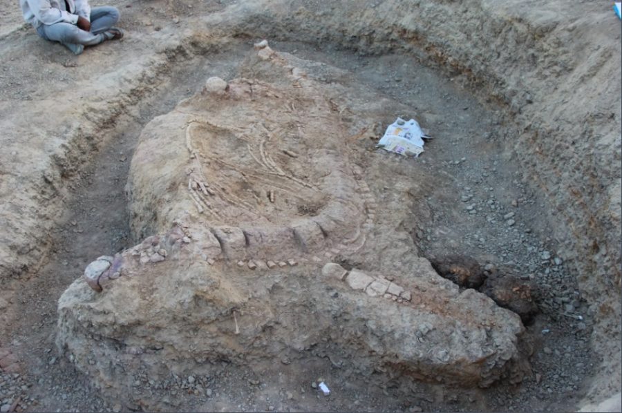 Ichthyosaur, Ichthyosaur in India, Ichthyosaur fossil