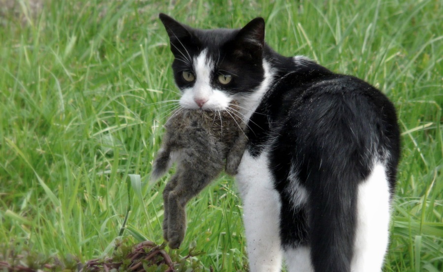 Australian cats killing birds, Australian birds to go extinct