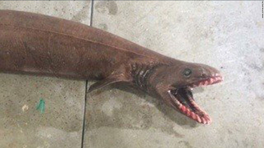 Eel-like dinosaur, Chlamydoselachus anguineus, Portugal living fossil