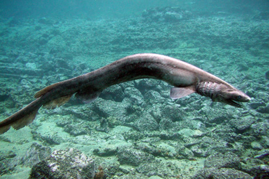 Eel-like dinosaur, Chlamydoselachus anguineus, Portugal living fossil