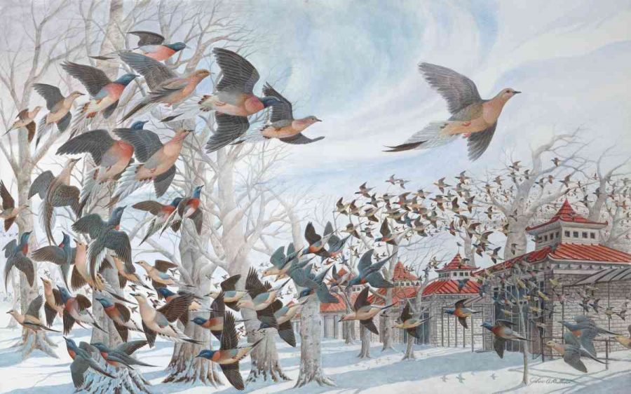 Passenger pigeon, Passenger pigeon extinction, Extinct species, Ectopistes migratorius, Passenger pigeon population