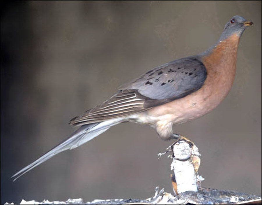 Passenger pigeon, Passenger pigeon extinction, Extinct species, Ectopistes migratorius, Passenger pigeon population