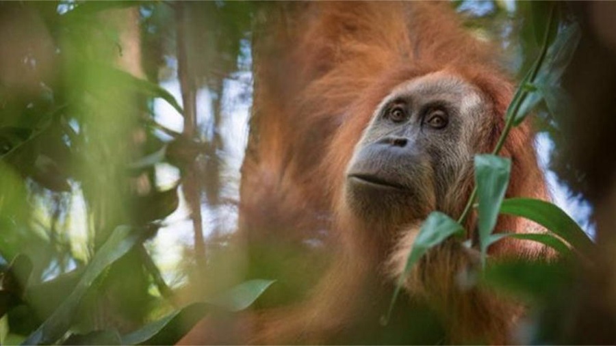 New orangutan species, Orangutans, Orangutan species