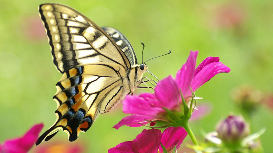 Butterflies and moths lived earlier, 200 million years ago, Flowers