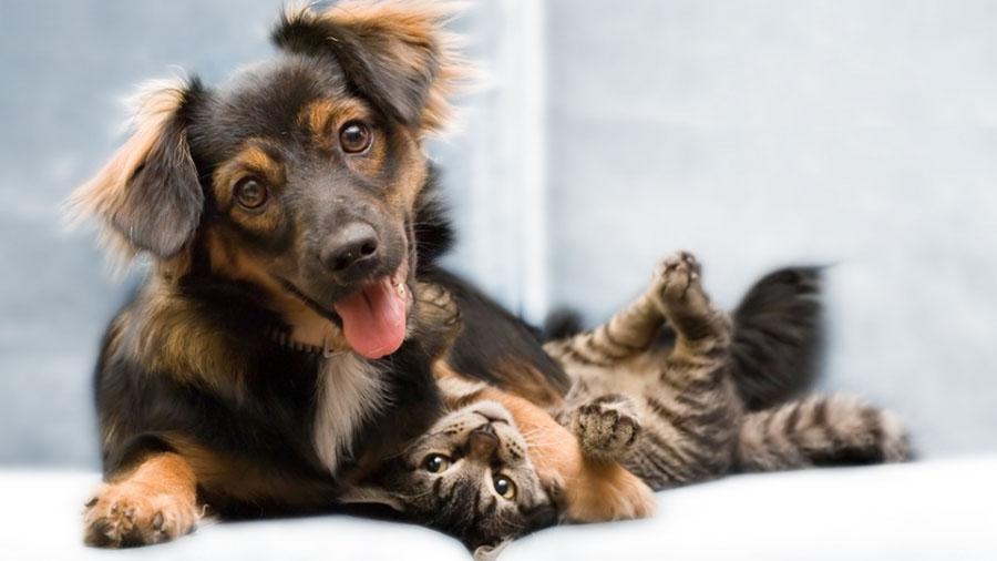 Don t Feed Pets With Raw Food Study Says