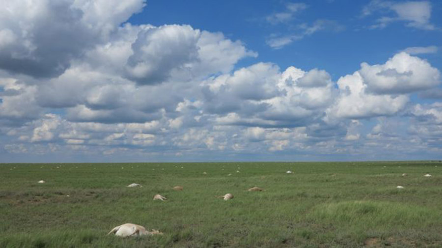 Antelopes, Kazakhstan, Weather, Antelopes die off events, Antelopes extinction and climate change, Antelopes and climate change