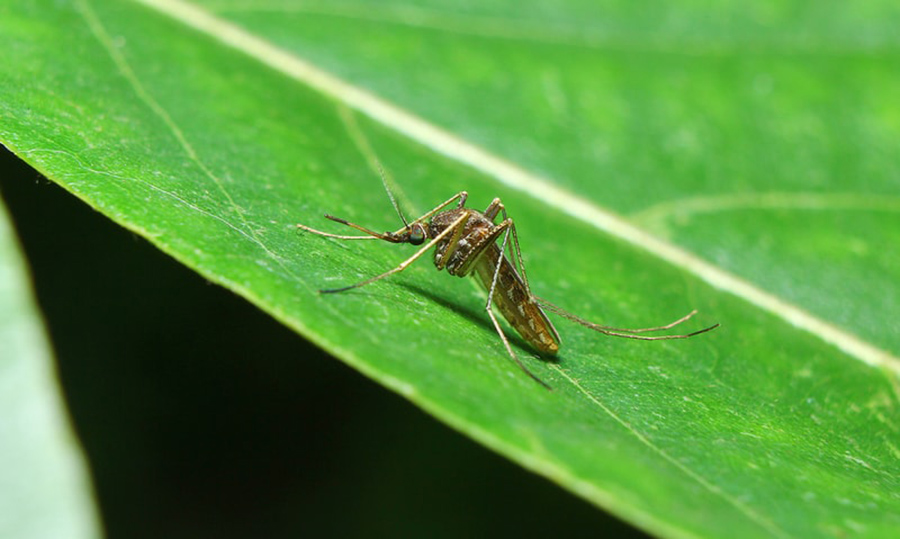 Teaching mosquitoes by swatting at them, Mosquitoes learning by human odor, Understanding mosquitoes' behavior