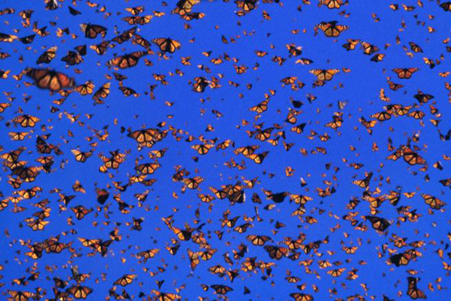 Butterflies and moths lived earlier, 200 million years ago, Flowers