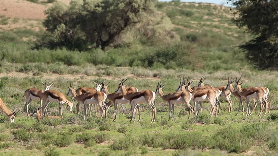 Antelopes, Kazakhstan, Weather, Antelopes die off events, Antelopes extinction and climate change, Antelopes and climate change