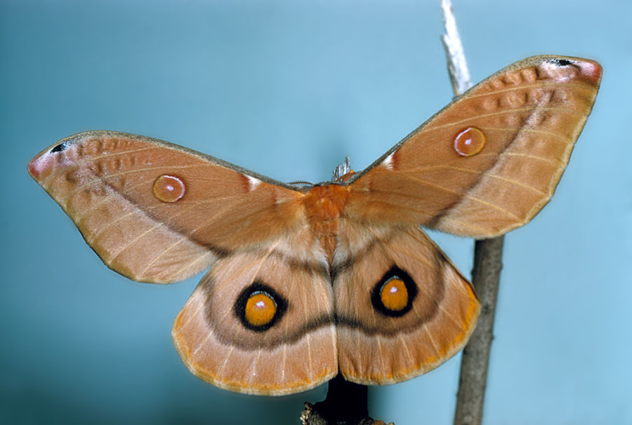 Butterflies and moths lived earlier, 200 million years ago, Flowers