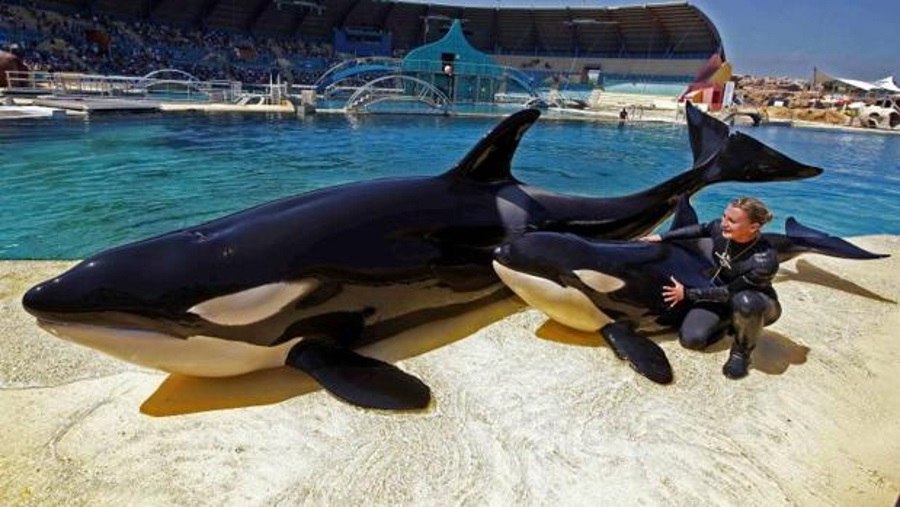 14-year-old killer whale trained to mimic sounds, Killing whales' imitation skills, Wikie the orca