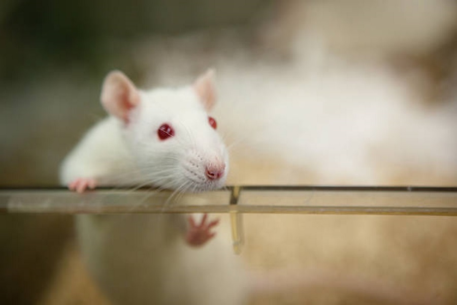 Radio frequency gives cancer male rats, Radio frequency and cancer, Food and Drug Administration