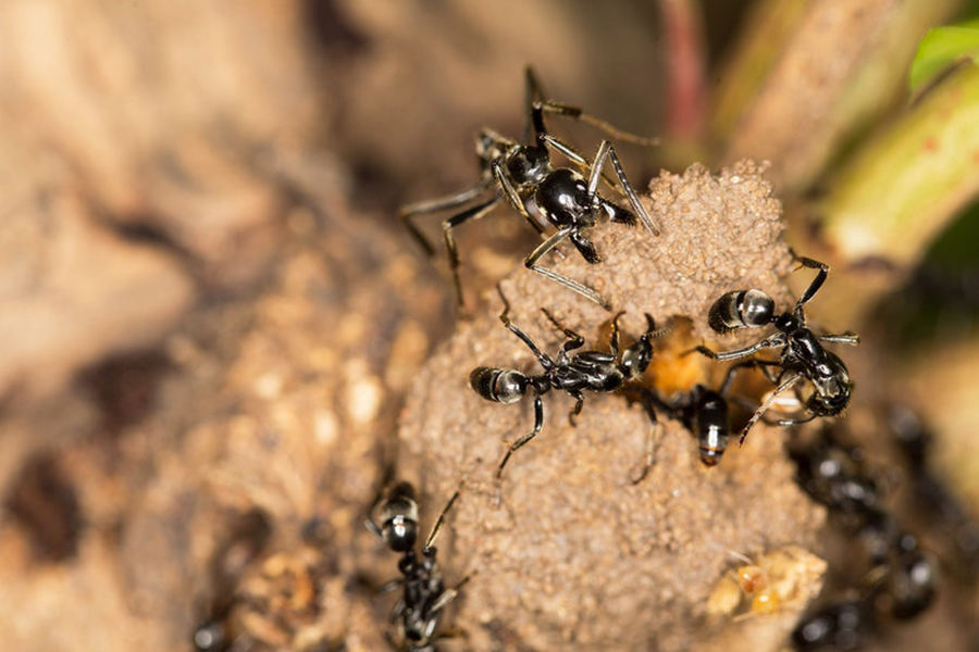 Hunting-animals using their saliva to cure similar, Ants gathering the wounded individuals to treat them